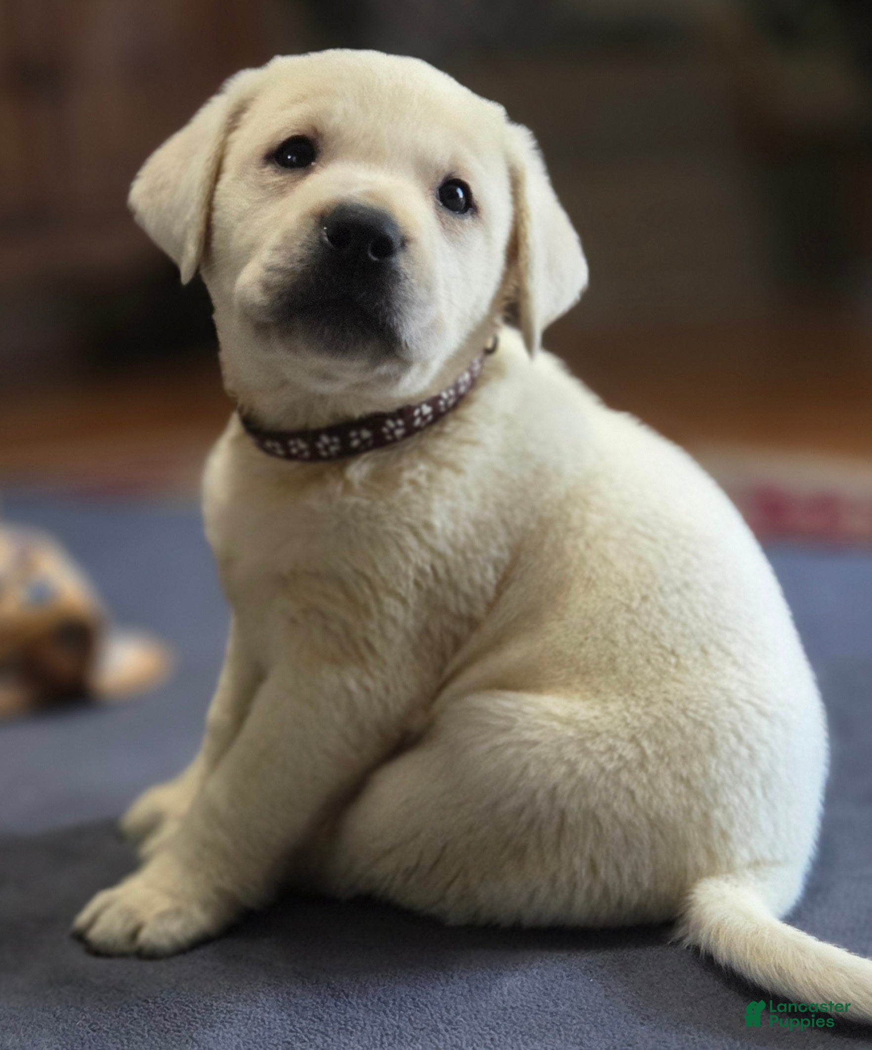 Labrador Retriever dogs Brown Collar - Ad 1