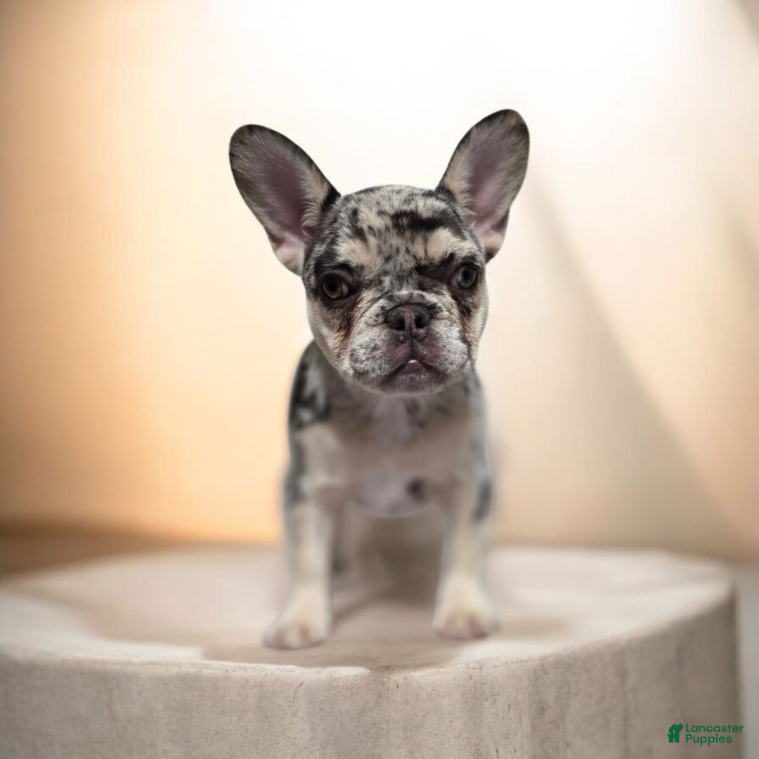 French Bulldog dogs for sale: French Bulldog Puppy 3 - Ad 1