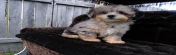 Shihpoo dogs for sale: patrick - Ad 5
