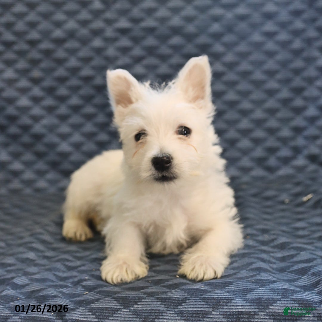 West Highland Terrier dogs for sale: Henry - Ad 2