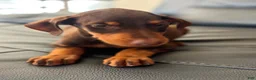 Doberman Pinscher dogs for sale: Doberman Pinscher Puppy 6 - Ad 4