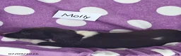 English Springer Spaniel dogs for sale: Molly - Ad 6