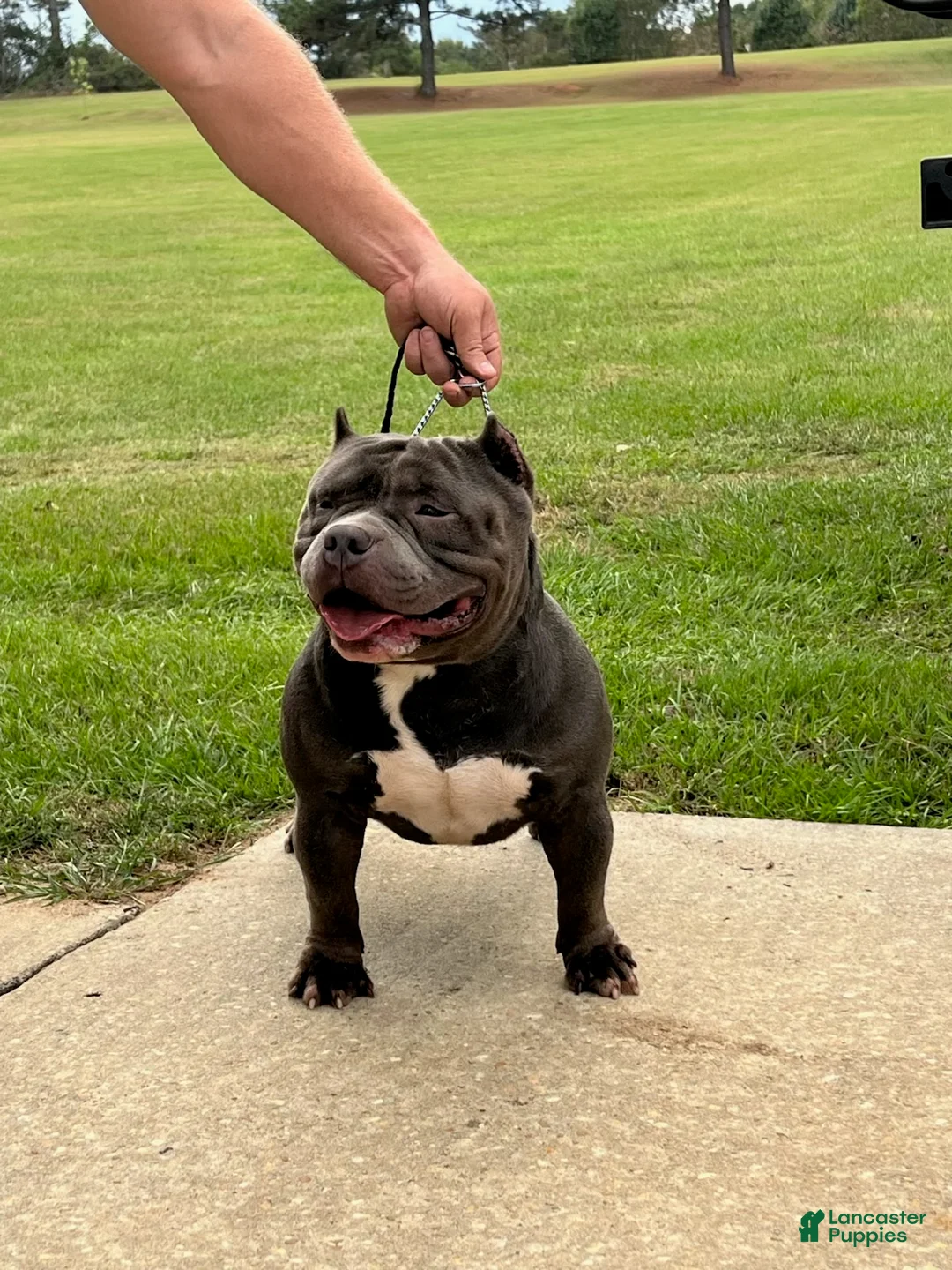 American Bully dogs for stud: Boom Boom - Ad 3