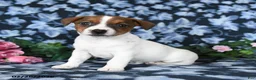 Jack Russell Terrier dogs for sale: Arlin - Ad 3