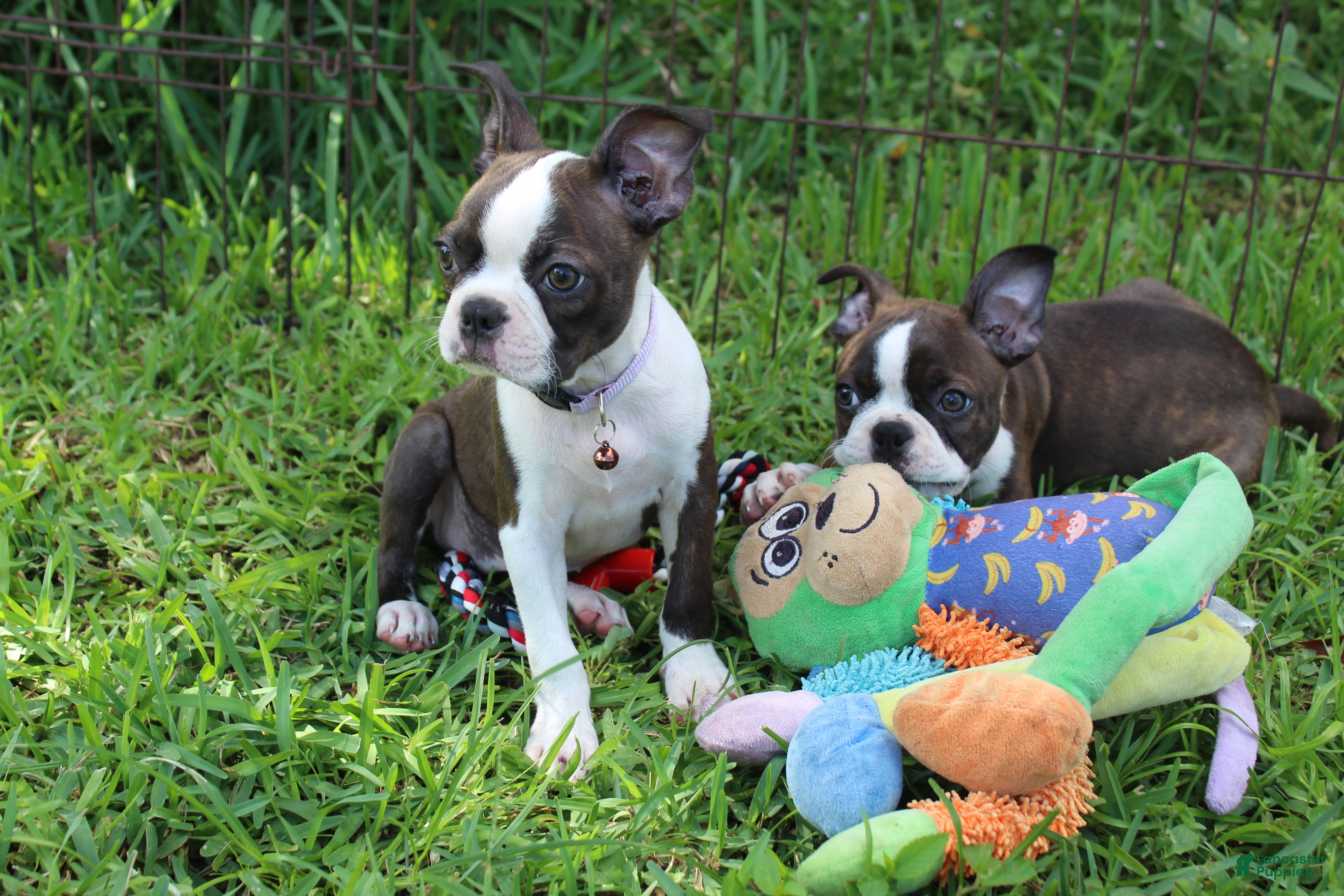 Boston Terrier dogs Lucy - Ad 2