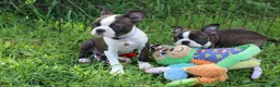 Boston Terrier dogs for sale: Lucy - Ad 2