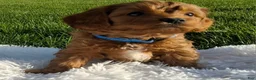 Cavapoo dogs for sale: Oscar  - Ad 4