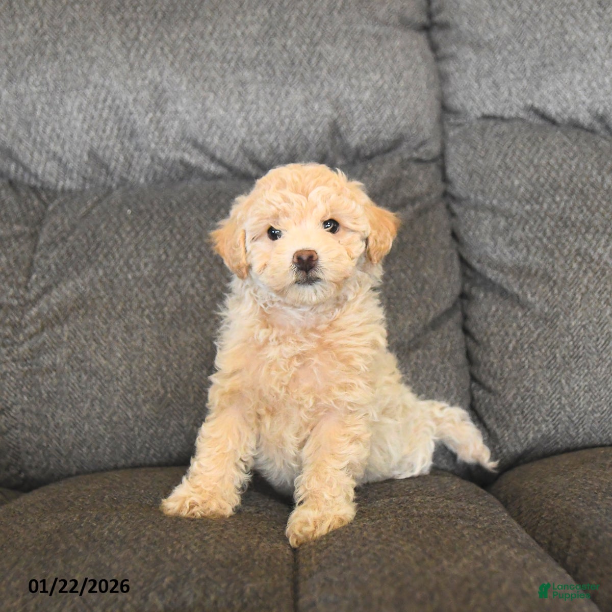 Bichpoo dogs Lucy  - Ad 2