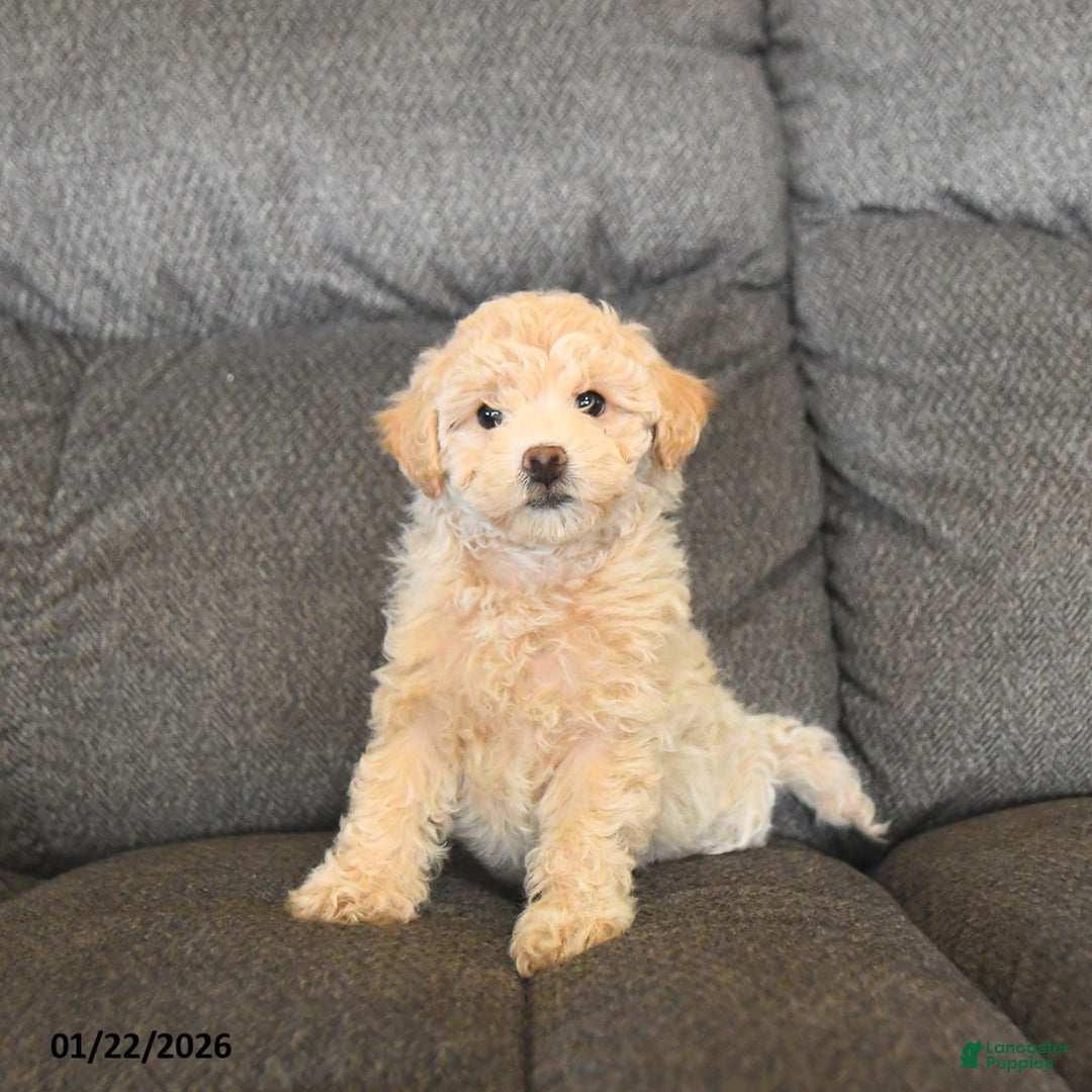 Bichpoo dogs for sale: Lucy  - Ad 2