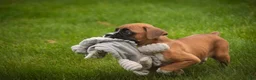 Boxer dogs for sale: Gemma - Ad 1