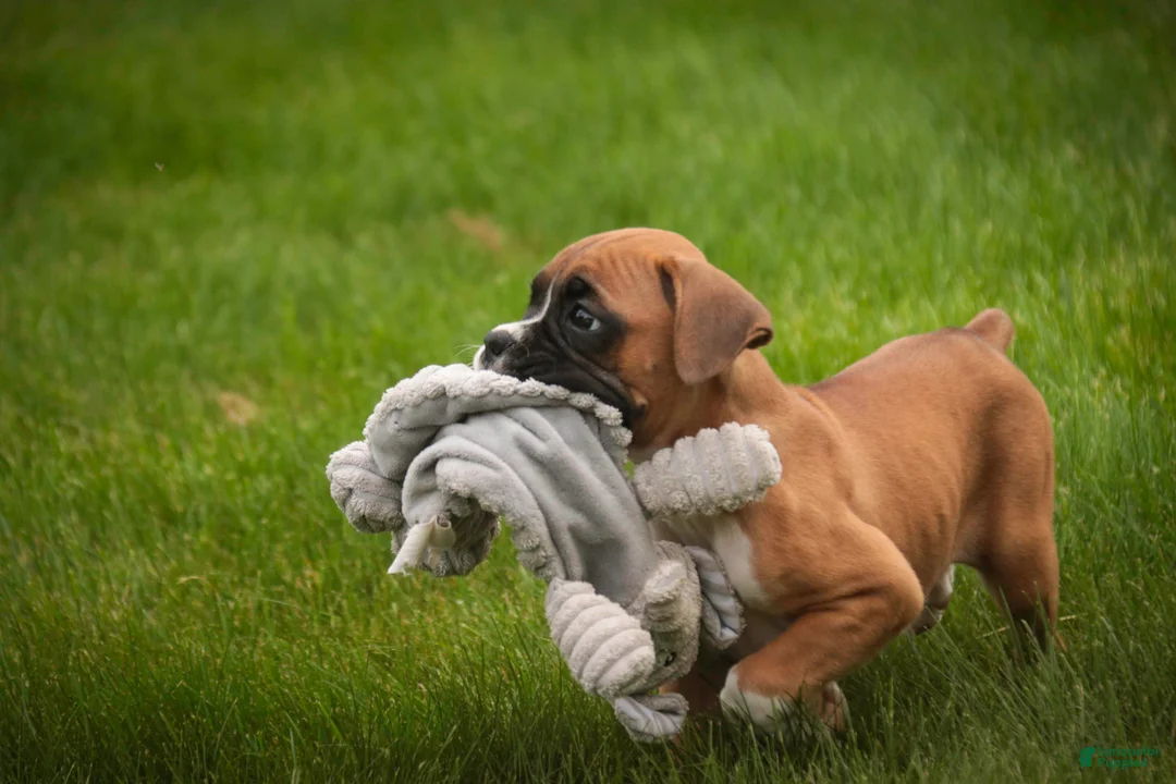 Boxer dogs for sale: Gemma - Ad 1