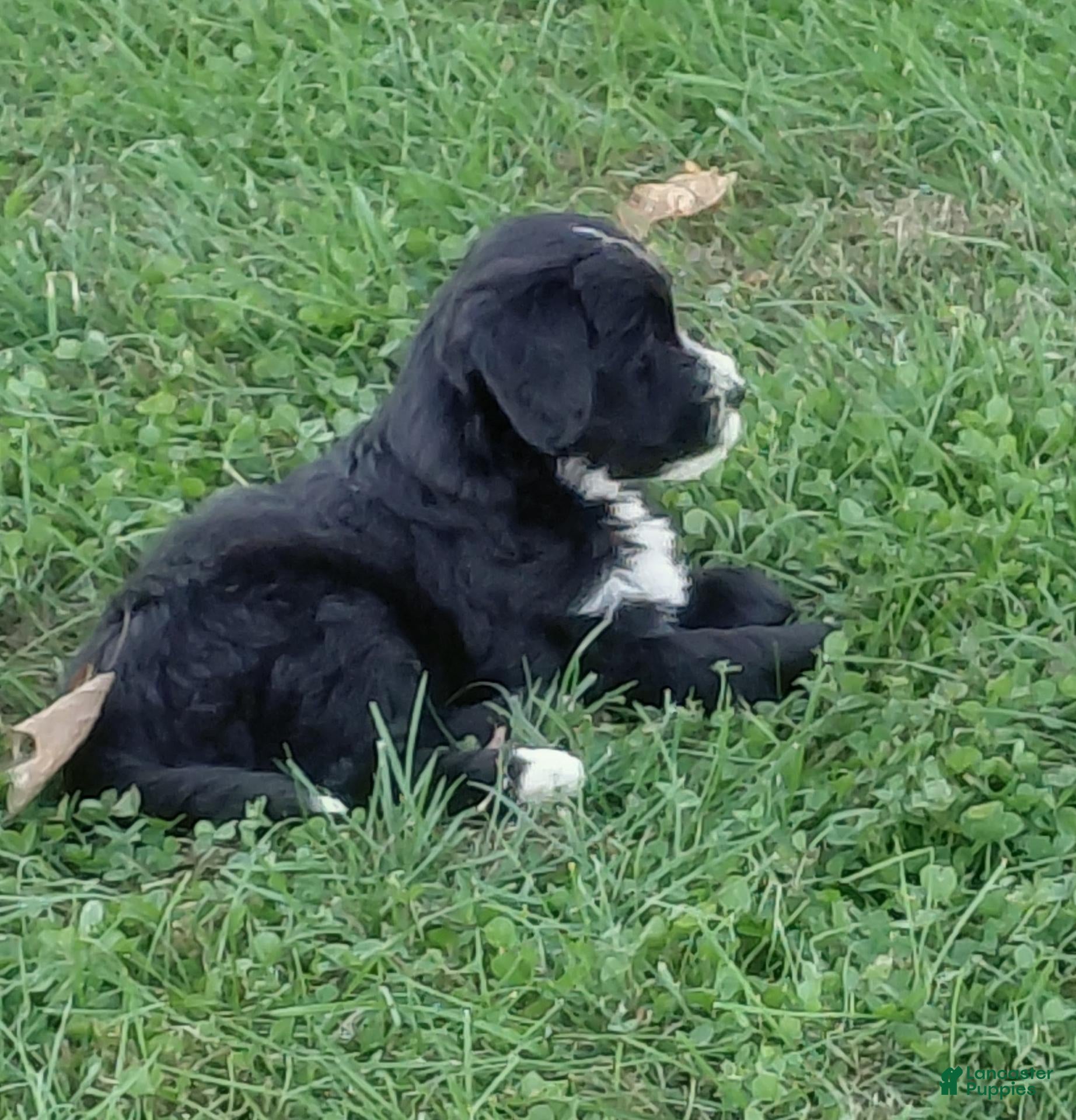 Mini Goldendoodle dogs Mountain Goldendoodle - Dash - Ad 1