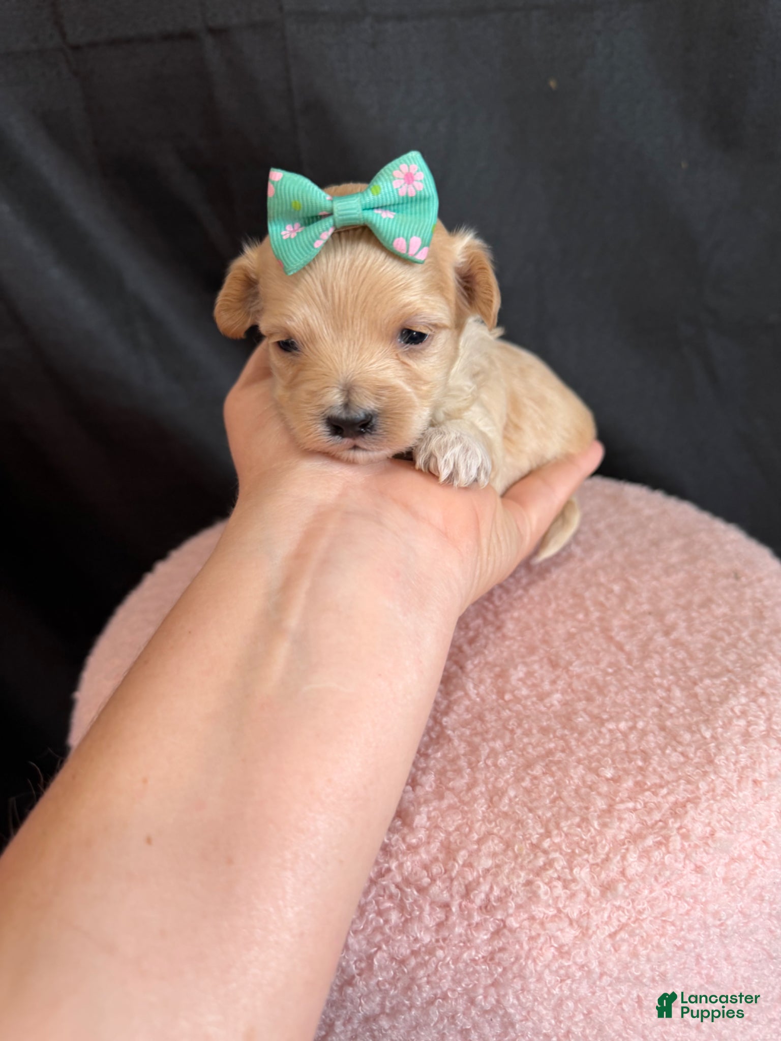 Maltipoo dogs for sale: Maltipoo! Turquoise Bow! - Ad 5