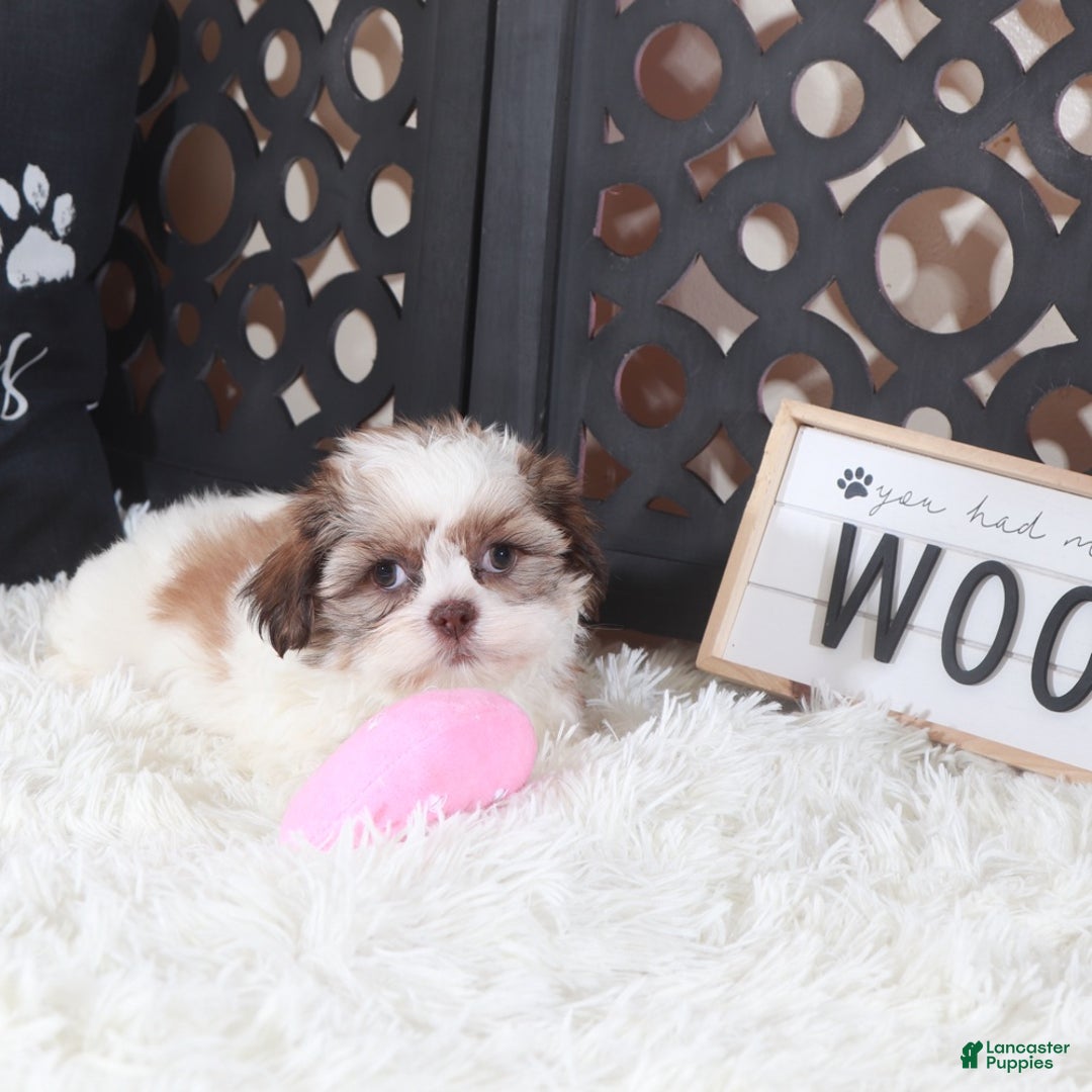 Shih Tzu dogs for sale: Shih Tzu Puppy Molly - Ad 4