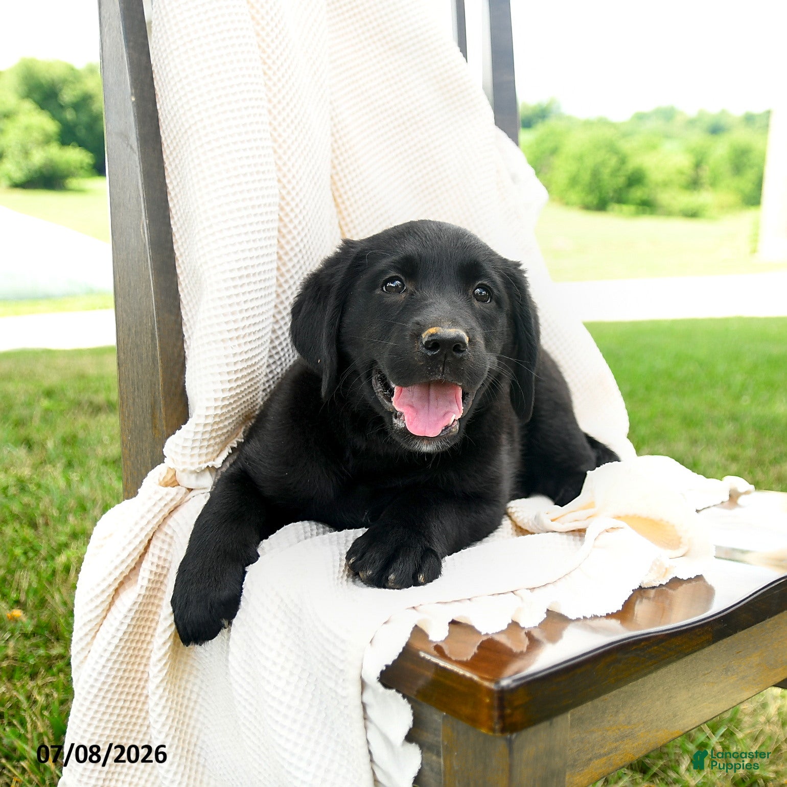 Labrador Retriever dogs Sherryl - Ad 2