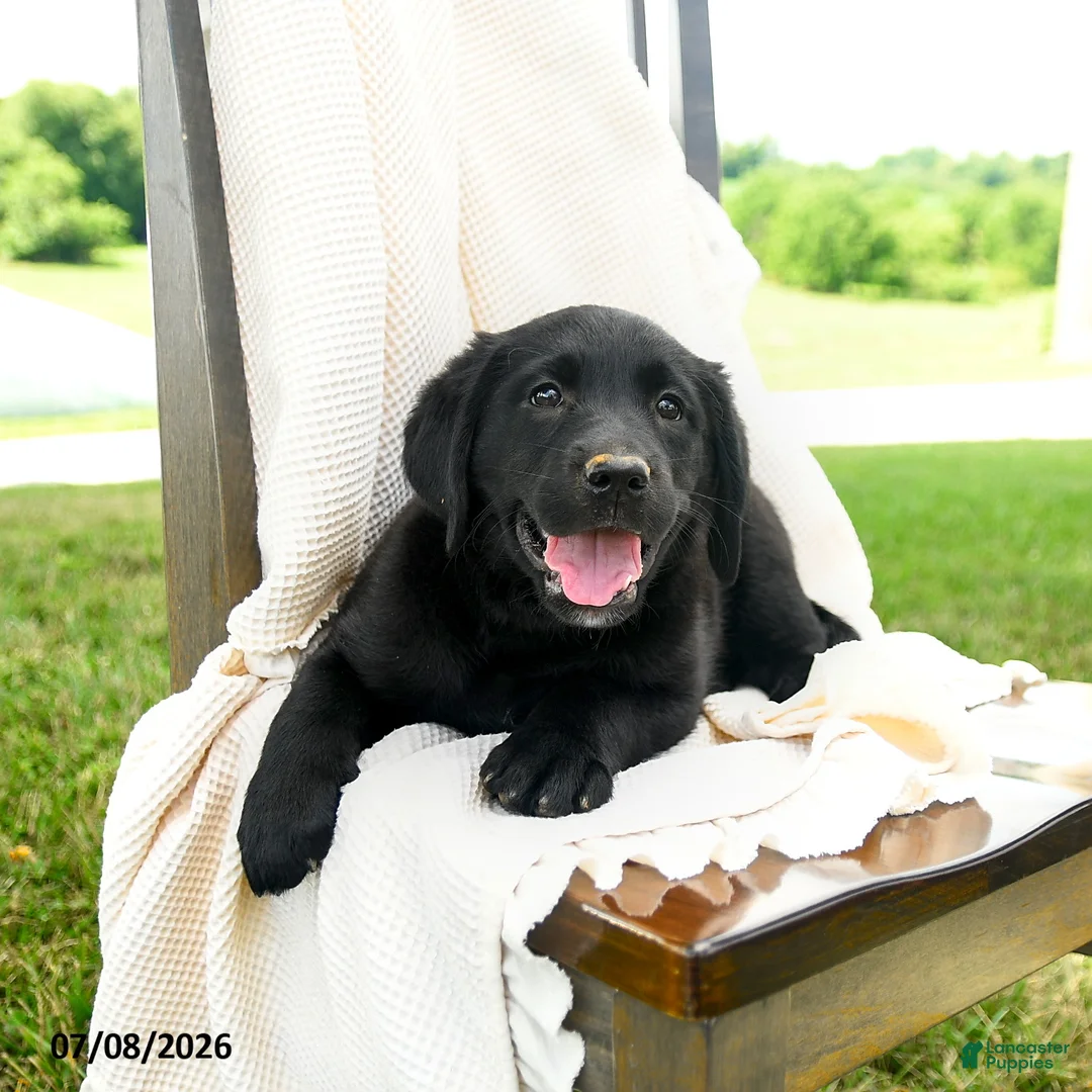 Labrador Retriever dogs for sale: Sherryl - Ad 2