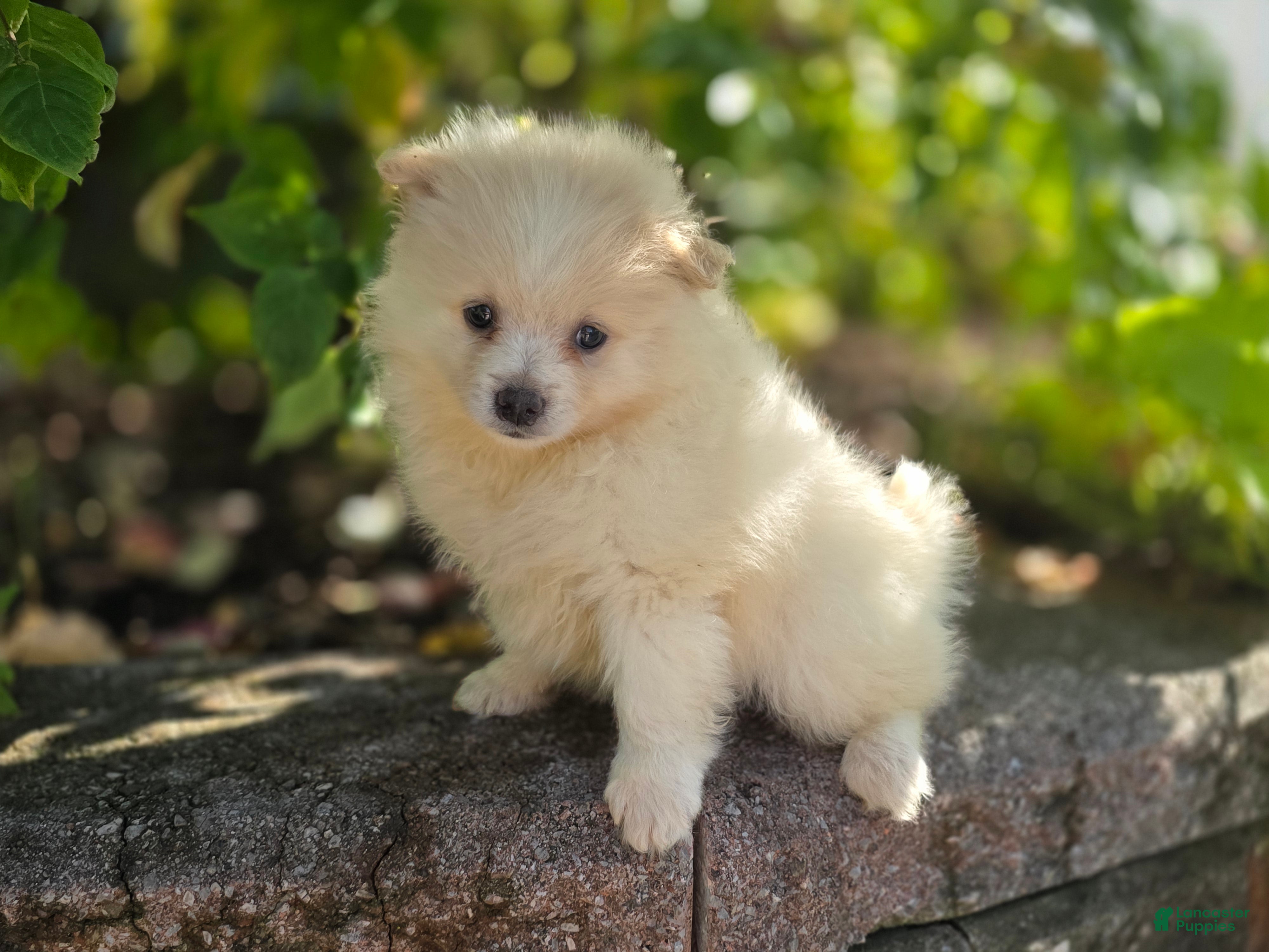 Pomeranian dogs for sale: Slater - Ad 2