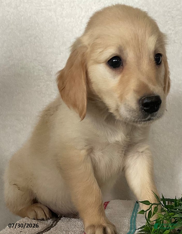 Golden Retriever dogs for sale: Rover - Ad 2