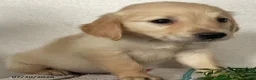 Golden Retriever dogs for sale: Rover - Ad 1