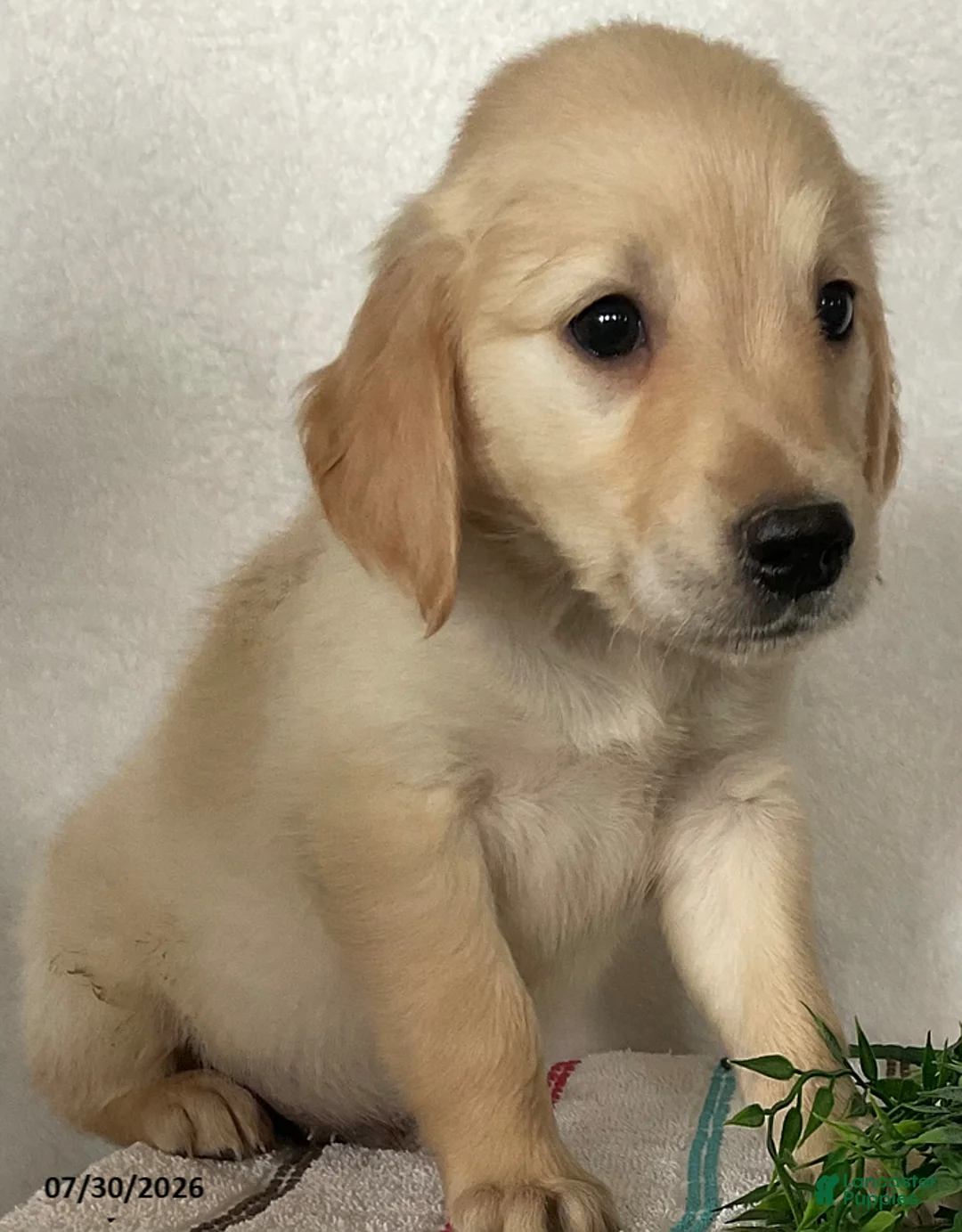 Golden Retriever dogs for sale: Rover - Ad 1