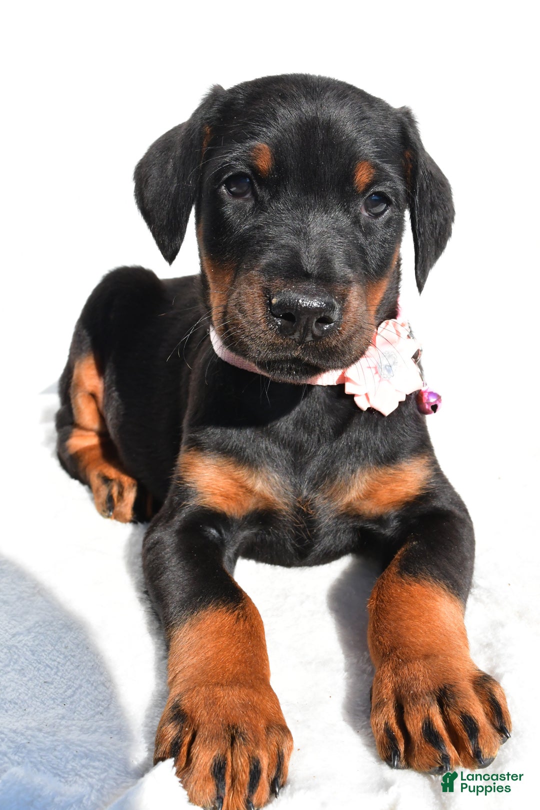 Doberman Pinscher dogs for sale: Lola - Ad 4
