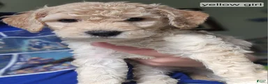 Goldendoodle Puppy yellow girl