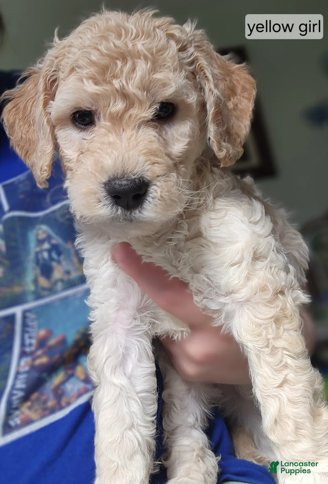 Goldendoodle dogs for sale: Goldendoodle Puppy yellow girl - Ad 1