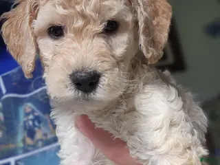 Goldendoodle dogs Goldendoodle Puppy yellow girl - Ad 10