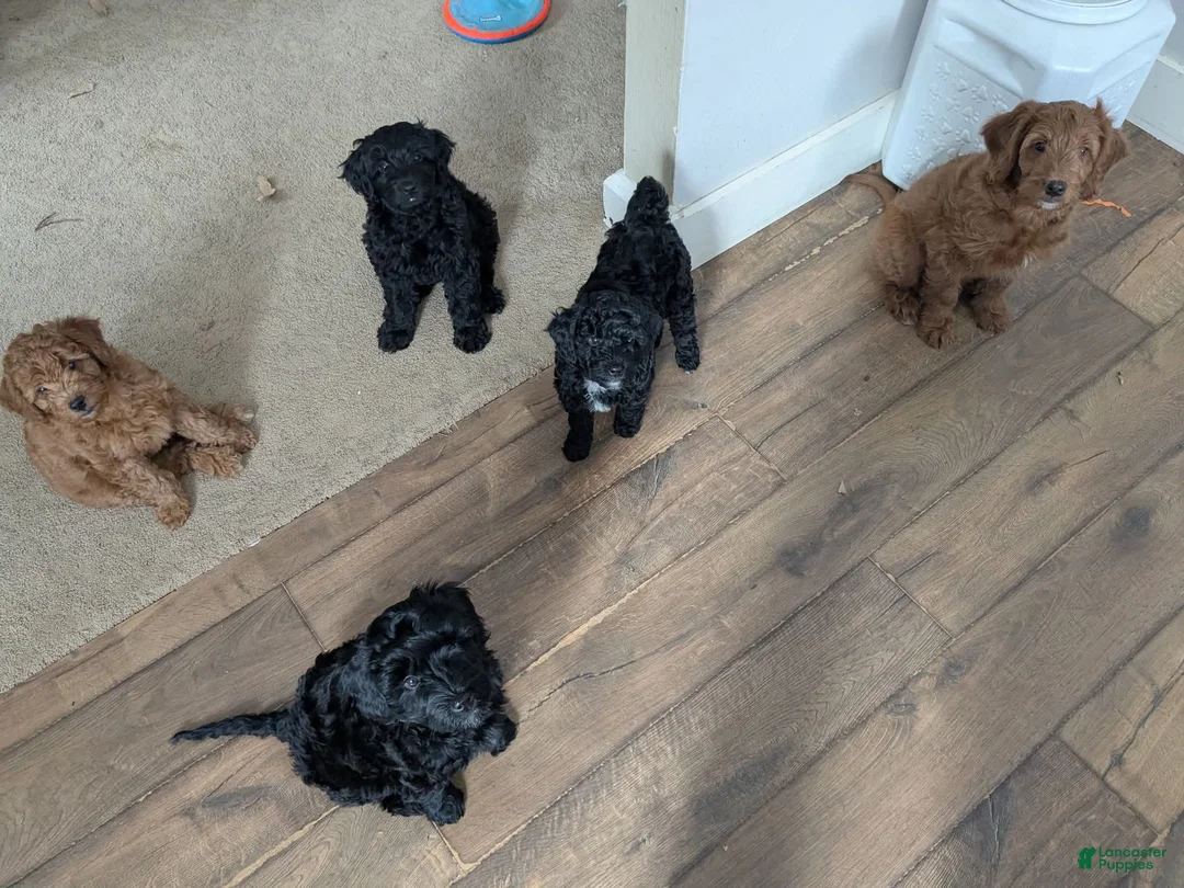 Mixed Breed dogs for sale: Mixed Breed Puppy 1 - Ad 5