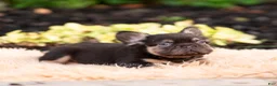 French Bulldog dogs for sale: Han solo - Ad 3