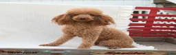 Mini Goldendoodle dogs for sale: Maggie - Ad 3