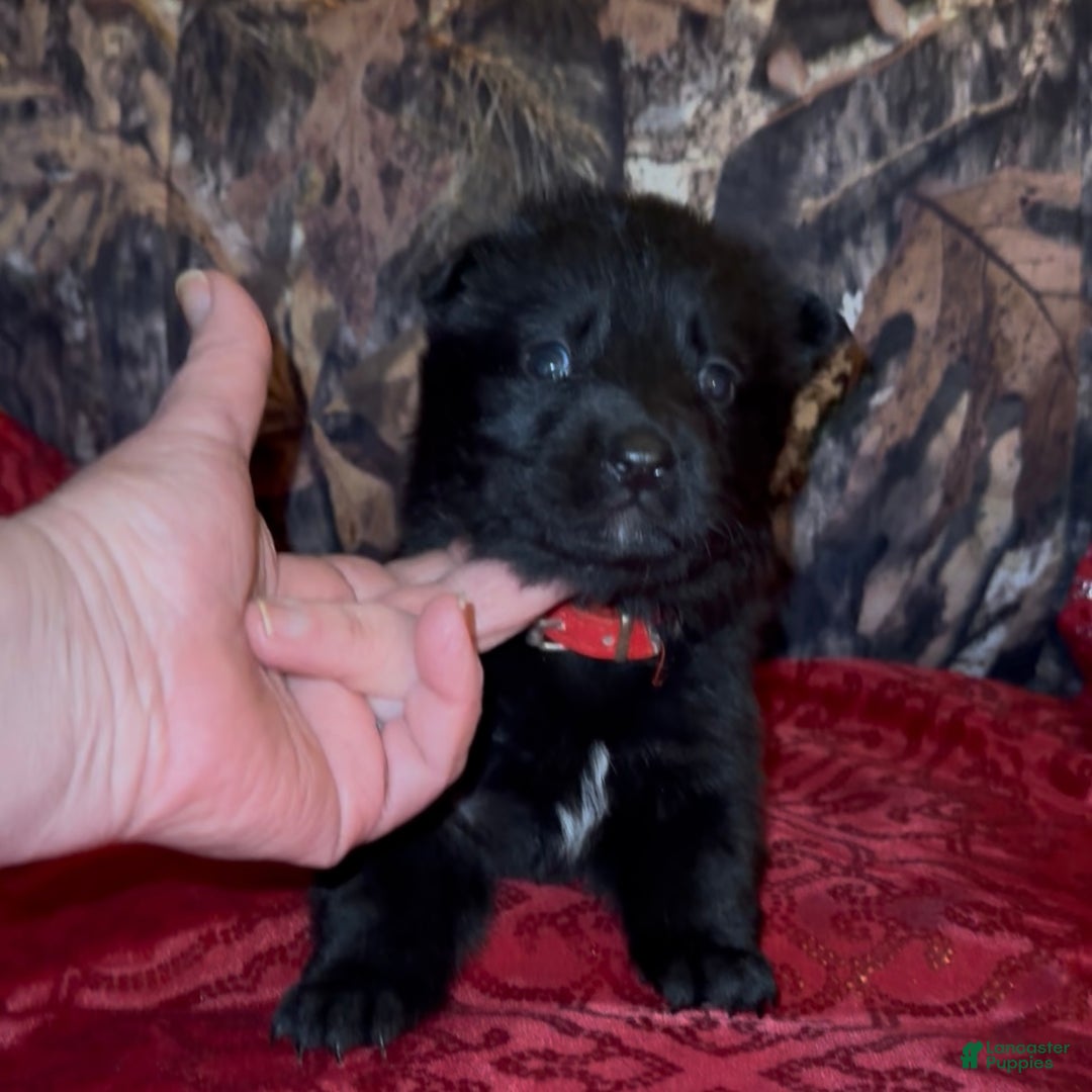 German Shepherd dogs for sale: SCAMPI - Ad 8