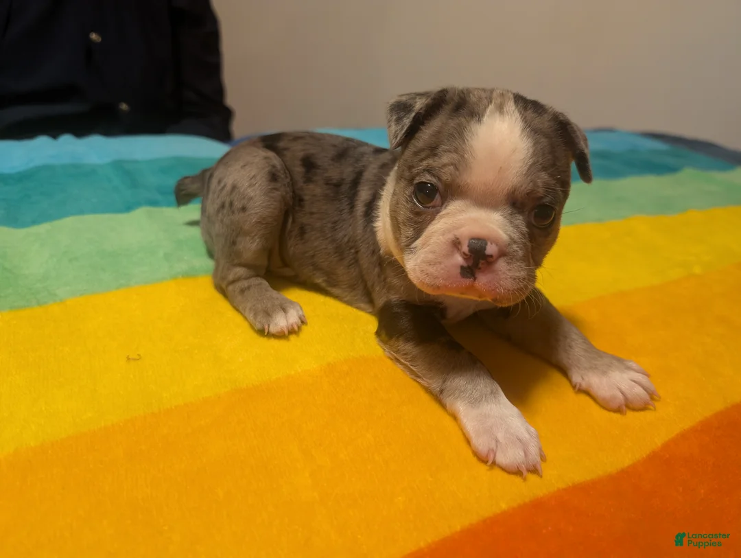 Frenchton dogs for sale: Johny - Ad 2
