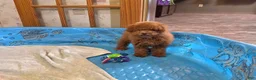 Miniature Poodle dogs for sale: Nancy - Ad 6