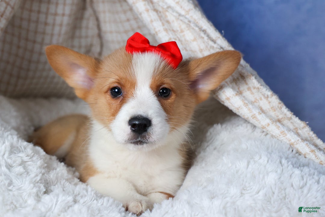 Welsh Corgi Pembroke dogs for sale: Mack - Ad 9