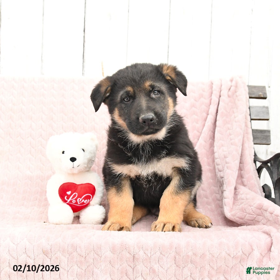 German Shepherd dogs Saber - Ad 2