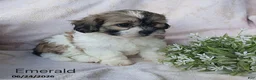 Teddy Bear dogs for sale: Emerald - Ad 4