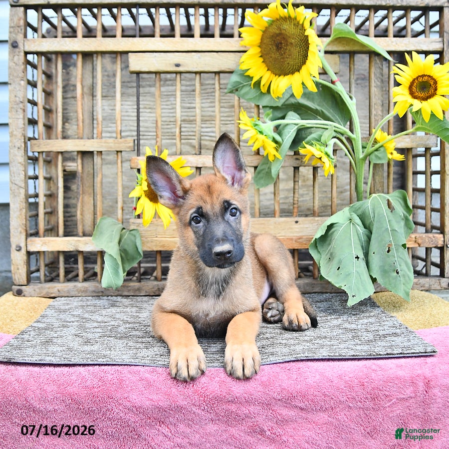 Mixed Breed dogs Archie - Ad 2