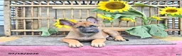 Mixed Breed dogs for sale: Archie - Ad 2