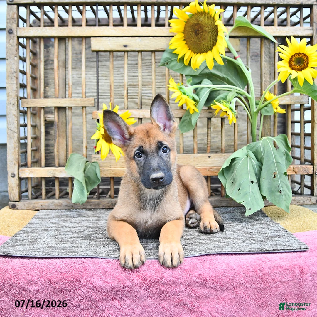 Mixed Breed dogs for sale: Archie - Ad 2