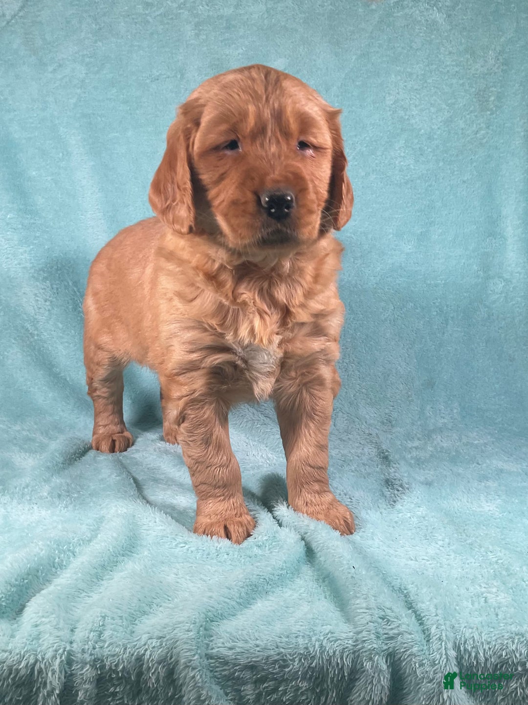 Golden Retriever dogs for sale: Lacey  - Ad 3