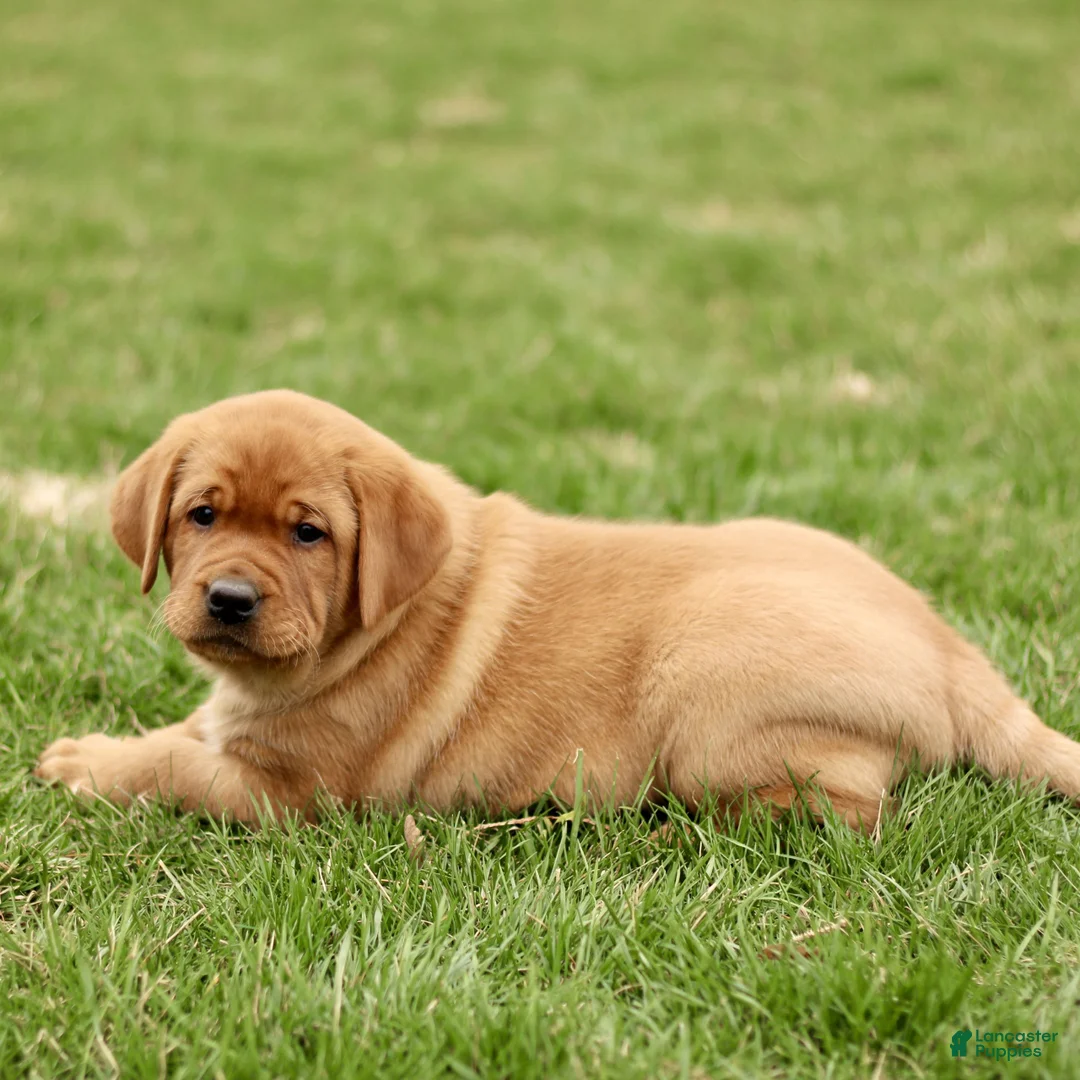 Labrador Retriever dogs for sale: Lenny  - Ad 2