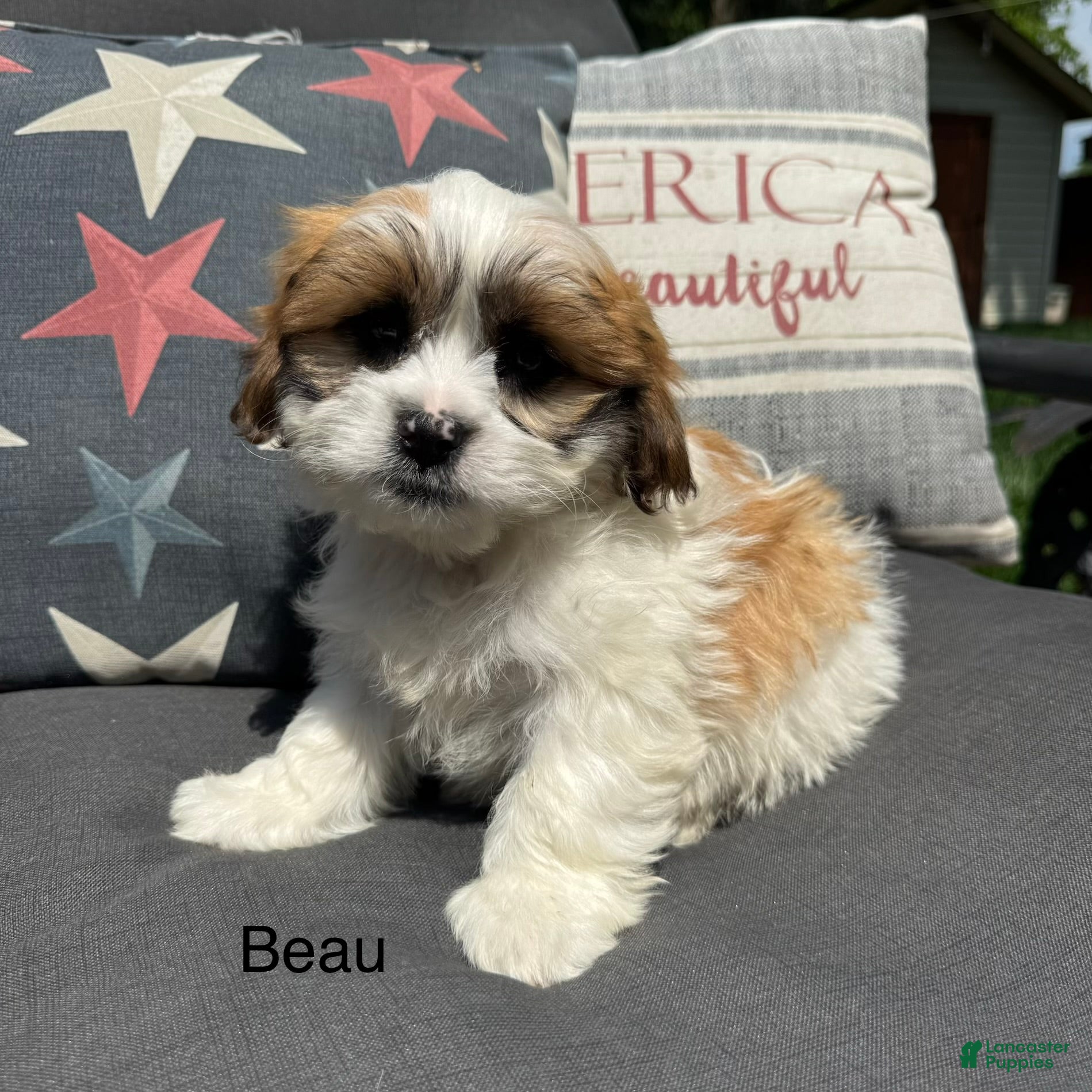 Teddy Bear dogs Beau - Ad 37