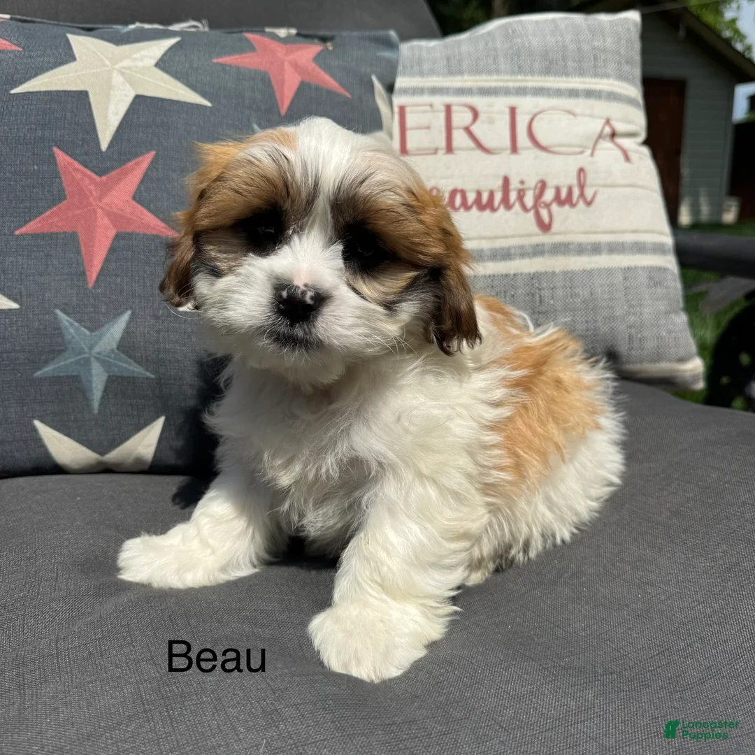 Teddy Bear dogs for sale: Beau - Ad 1