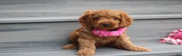 Cockapoo dogs for sale: Lyra - Ad 1