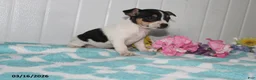 Jack Russell Terrier dogs for sale: Midget - Ad 3