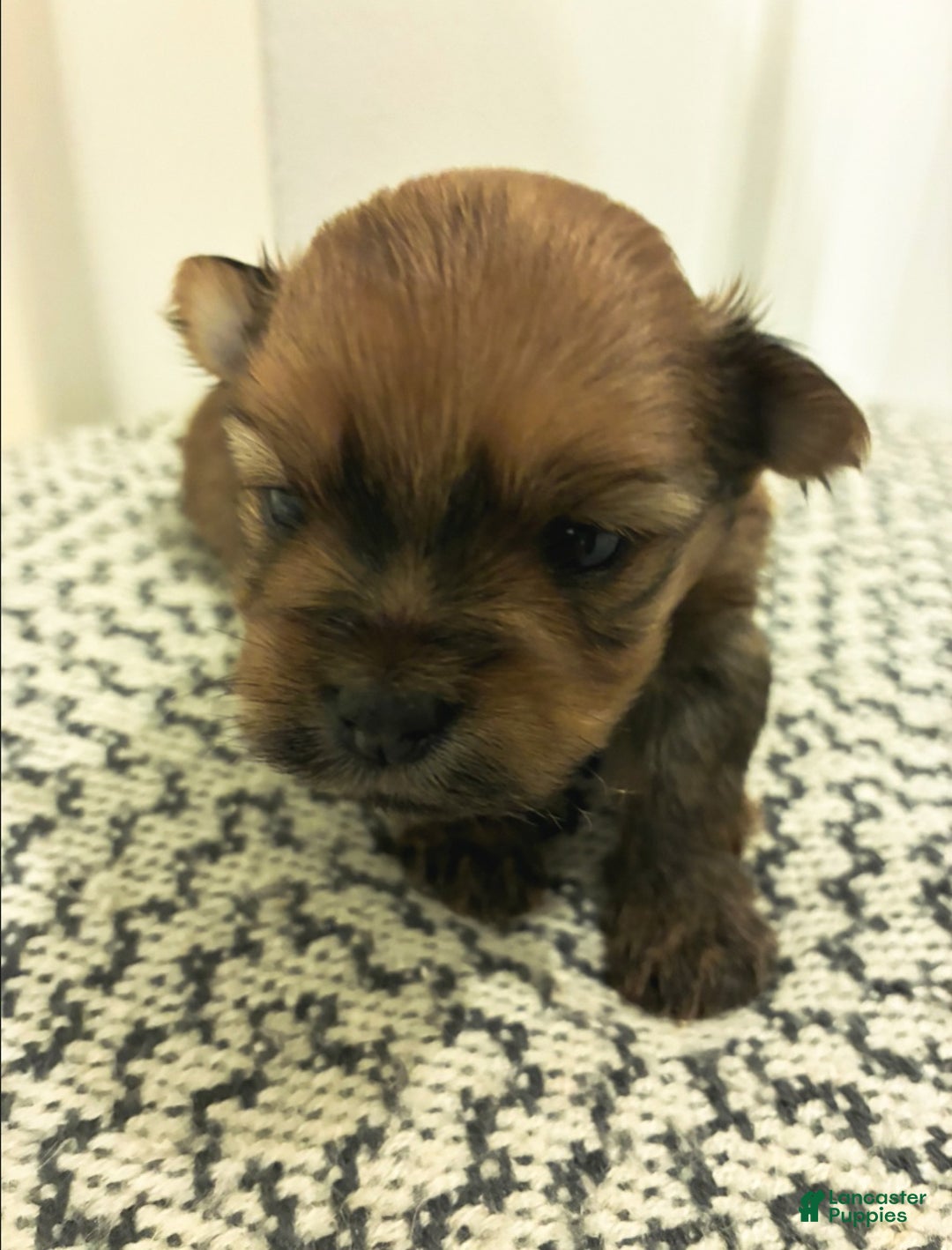 Mixed Breed dogs for sale: Miracle  - Ad 1
