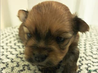 Mixed Breed dogs Miracle - Ad 8