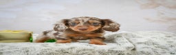 Miniature Dachshund dogs for sale: Frosty - Ad 7