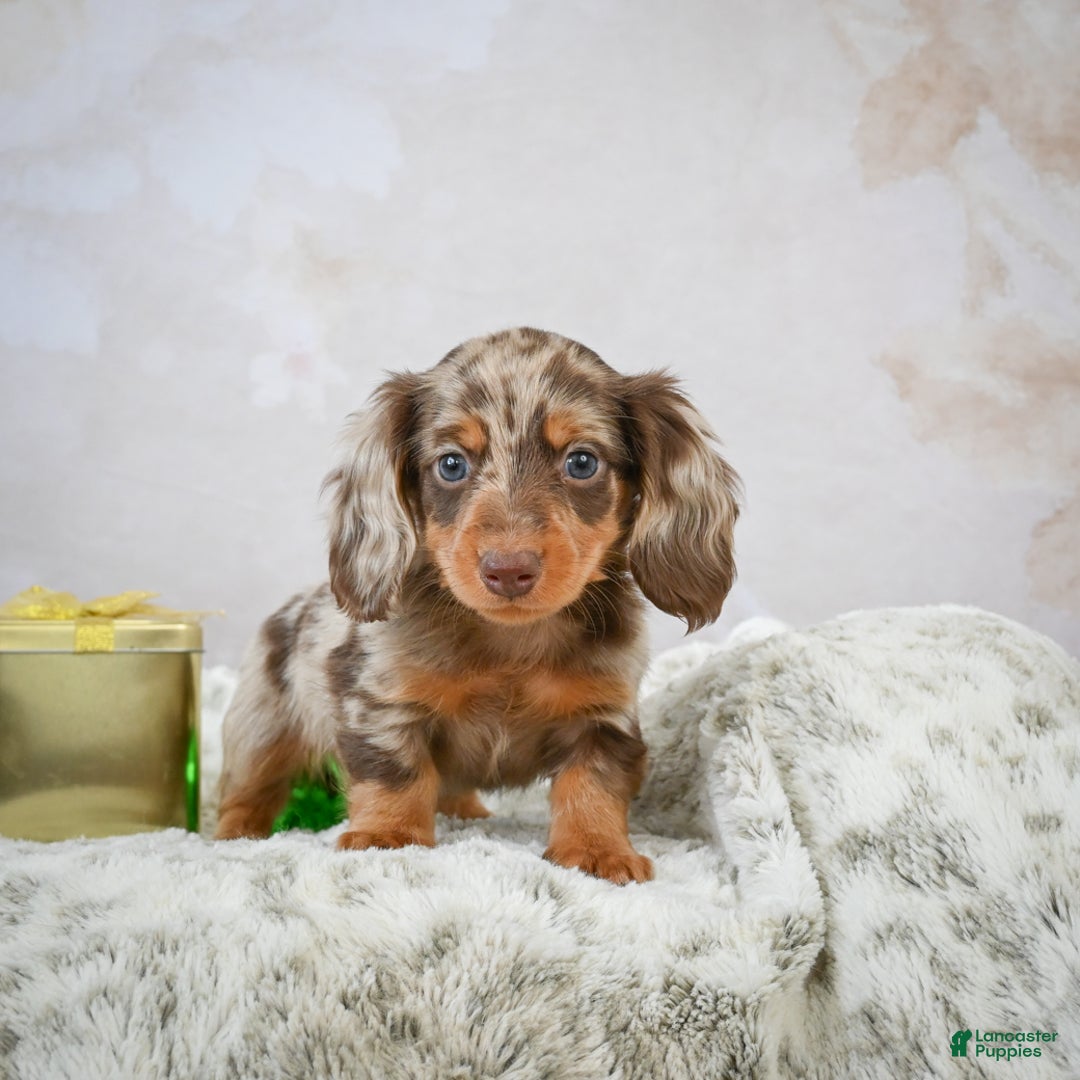Miniature Dachshund dogs for sale: Frosty - Ad 7